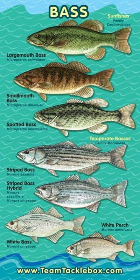 Bass Fish Size Chart