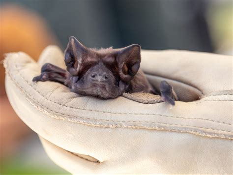 Bat: