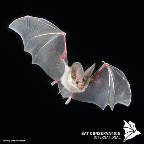 Bat Animal Well: 10 Mysterious Facts You Never Knew