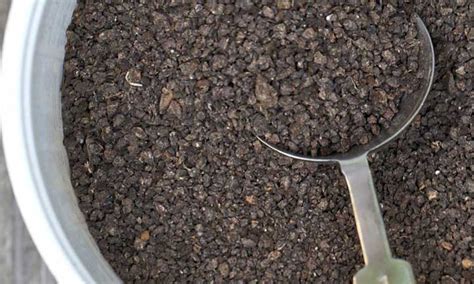 Bat Dung Fertilizer: A 21st-Century Miracle