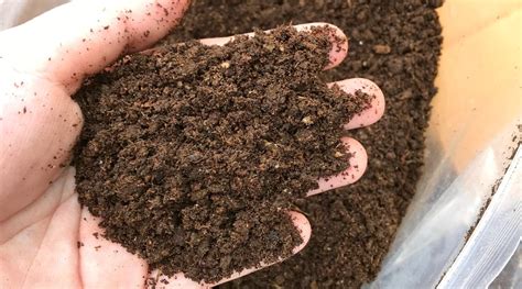 Bat Dung Fertilizer: A Remarkable 100% Organic Wonder for Your Garden