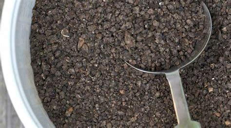 Bat Dung Fertilizer: An Organic Gem for Thriving Plants