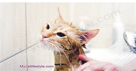 Bathing a Cat for Fleas: A Comprehensive Guide