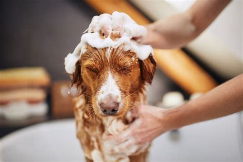 Bathing a Dog in Winter: Essential Tips for Keeping Your Pooch Clean and Comfortable