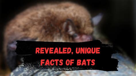 Batty Bxty: Unraveling the Enigmatic World of Bats