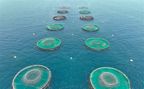 Baycardii: A Paradigm Shift in Aquaculture and Beyond