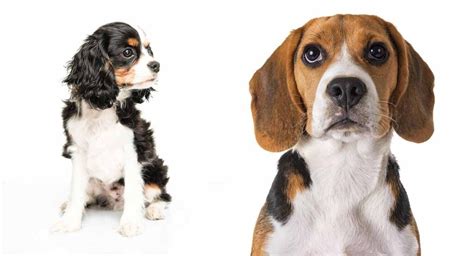 Beagle Cavalier Mix: A Comprehensive Guide to the Loving and Loyal "Beavalier"