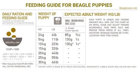 Beagle Feeding Chart By Age