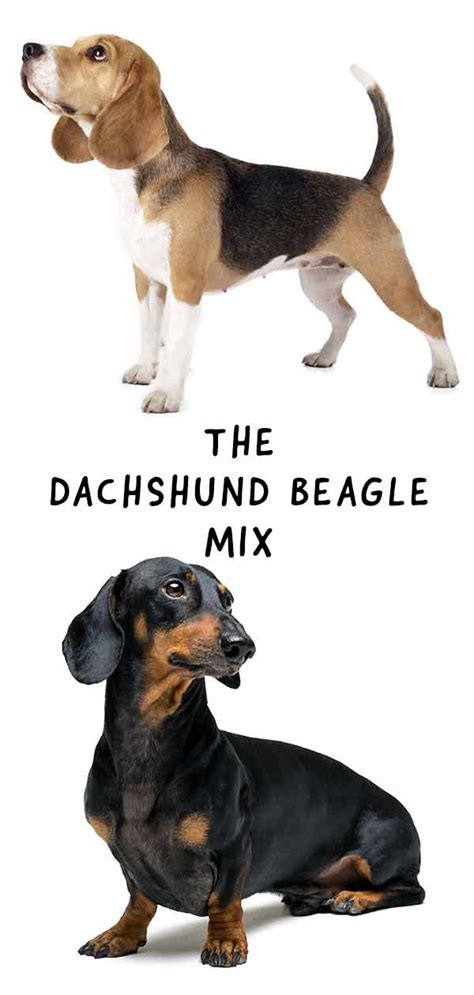 Beagle Mix with Wiener Dog (Dachshund): 10,000-Word Guide to the Ultimate Companion