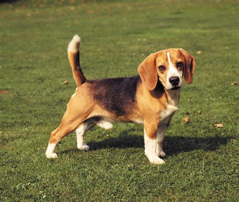 Beagle breeds of the world: