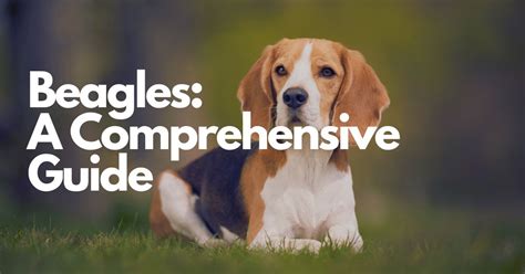 Beagles: A Comprehensive Guide with Enchanting Images