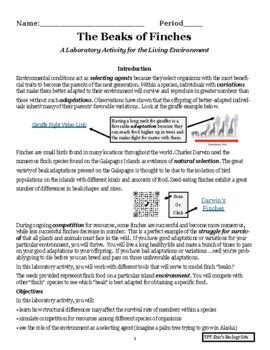 Beaks Of Finches Living Environment Lab Answers PDF