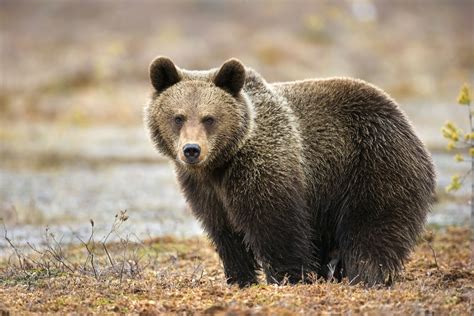 Bear (Animal) PDF