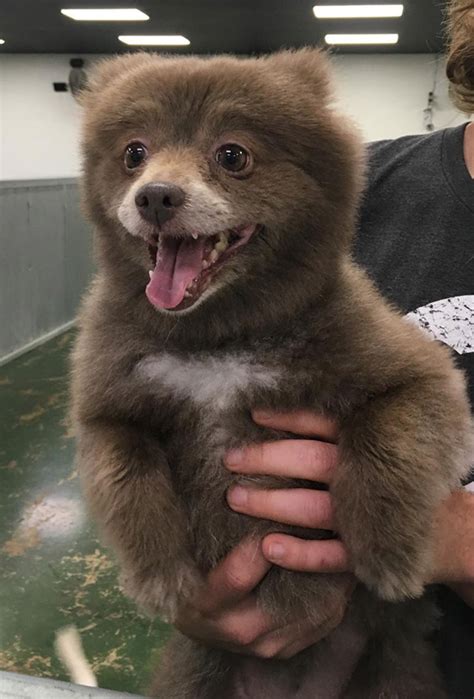 Bear (The Puppy Place) Doc