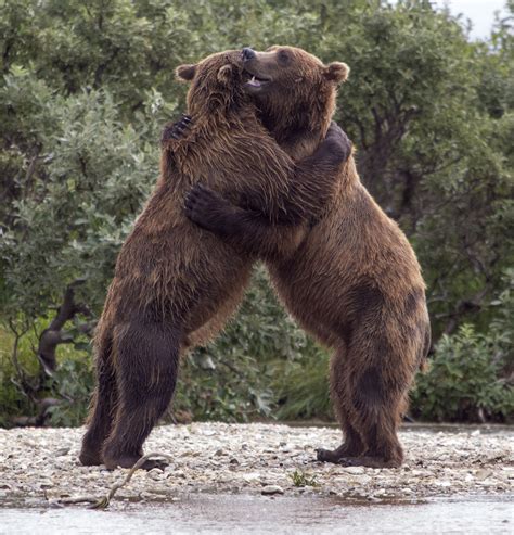 Bear Hugs Kindle Editon