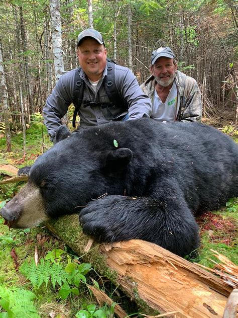 Bear Hunting in Maine: A Thrilling Expedition