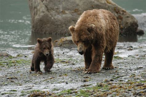 Bear to Have and Hold Kodiak Den 5 Alaskan Den Men Reader