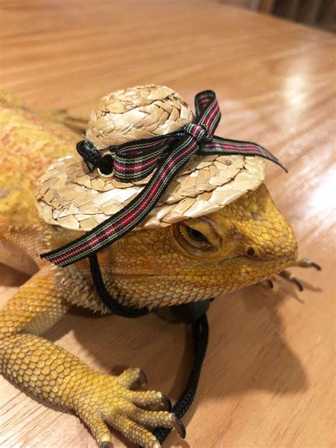 Bearded Dragon Costumes: The Ultimate Guide to Dressing Your Reptile Friend