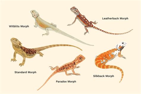 Bearded Dragon Morphs Chart