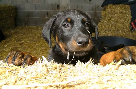 Beaucerons Retractable Including Tablets More Epub