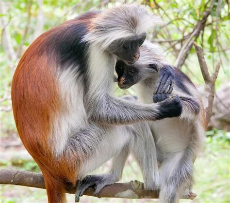 Beautiful Animals Reader