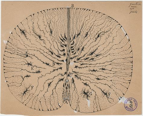 Beautiful Brain The Drawings of Santiago Ramon y Cajal PDF
