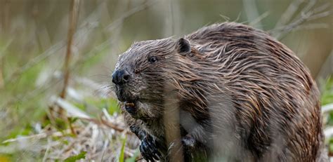 Beavers Reader