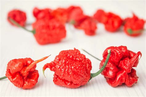 Becky Mae: A Comprehensive Guide to the Beloved Carolina Reaper