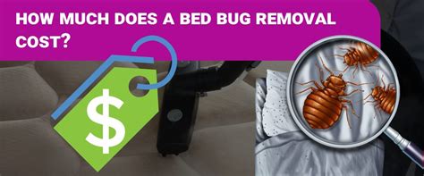 Bed Bug Removal Cost: Everything You Need to Know