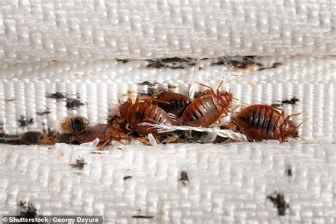 Bed Bugs: The Invisible Terror Lurking in Your Foam Mattress