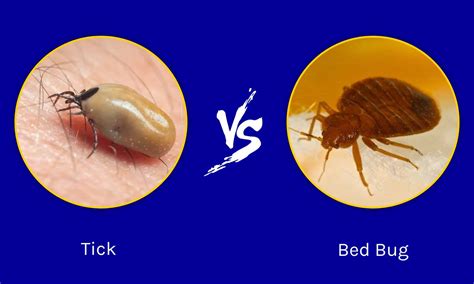 Bed Bugs vs Ticks: The Ultimate Showdown