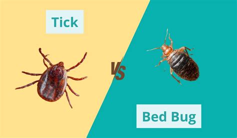 Bed Bugs vs. Ticks: The Ultimate Guide