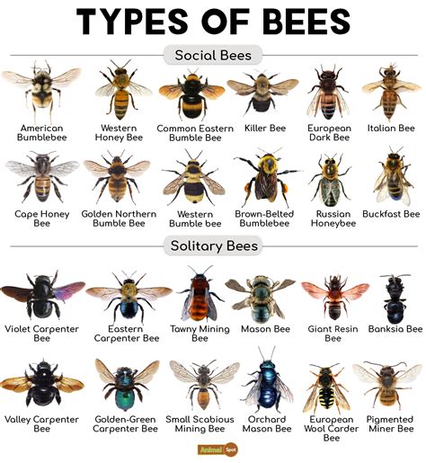 Bee Types Chart