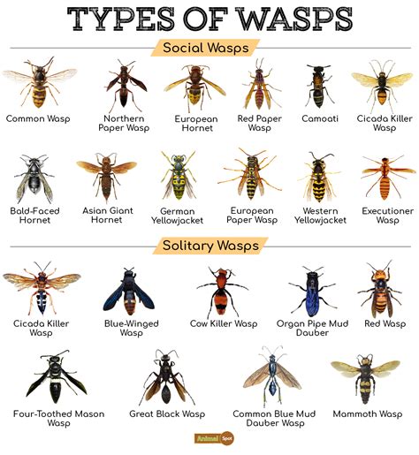 Bee Wasp Identification Chart