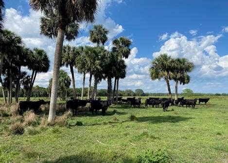 Beef Cattle: A Legacy of Beef Production