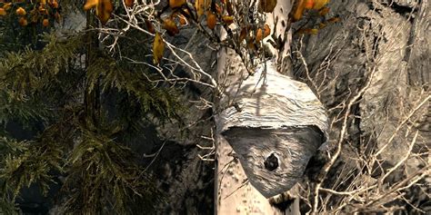 Beehive Husk Skyrim: 10,000+ Uncover Its Honeyed Secrets