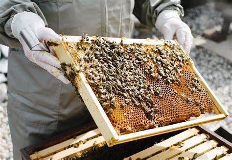 Beekeeping Reader