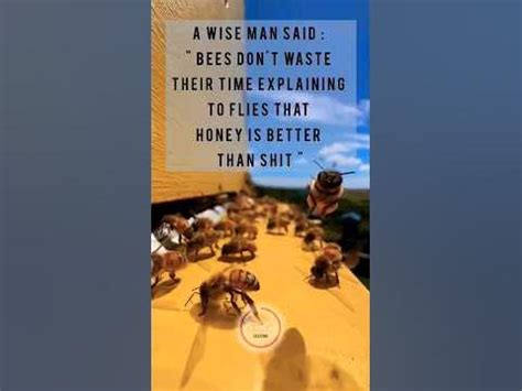 Bees Don't Waste 10,000+ Hours Explaining to Flies