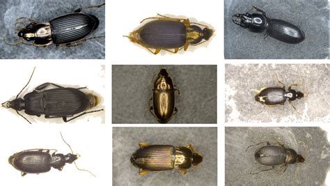 Beetles in Conservation Doc