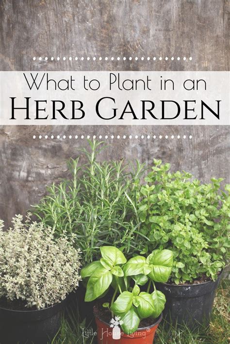 Beginner Herbs: