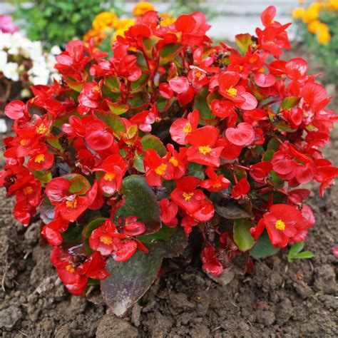 Begonia Fertilizer: 7 Steps to Blooming Beauties