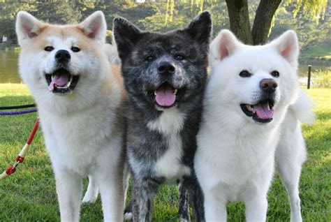 Beguiling Beauties: Akita Dogs in Living Color