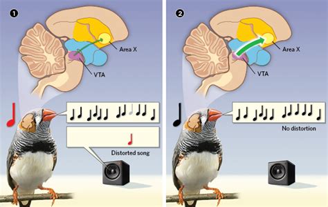 Behavioral Neurobiology of Bird Song Reader