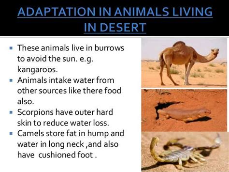 Behavioural Adaptations of Desert Animals Doc