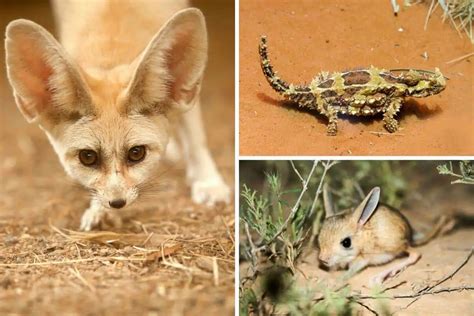 Behavioural Adaptations of Desert Animals Doc