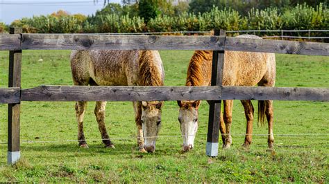 Behind the Fence PDF