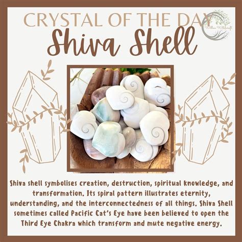 Behold the Enchanting Shiva Eye Shell: A Journey into Its Mystical Power and Healing Properties