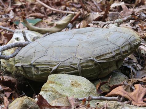 Behold the Enigma of Petrified Turtles: A Journey Through Time and Stone