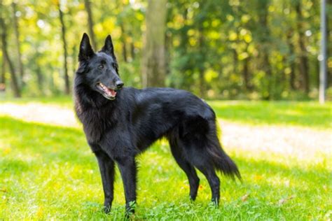 Belgian Sheepdog Retractable Including More Epub