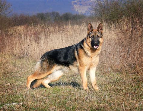 Belgian Shepherd and German Shepherd Mix: The Perfect Fusion of Intelligence and Loyalty